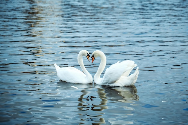 Mute swans and ducks