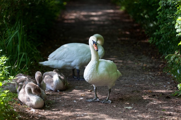 Mute swans and their cygnets