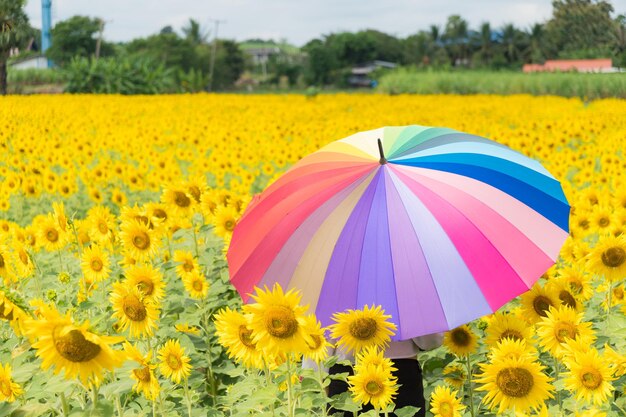 Photo muticolor umbrella in sunflower field