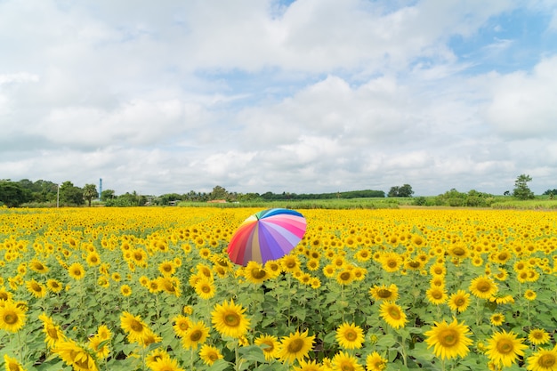 Muticolorparaplu op zonnebloemgebied.