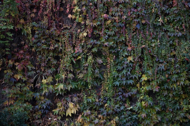 Muur bedekt met groene planten