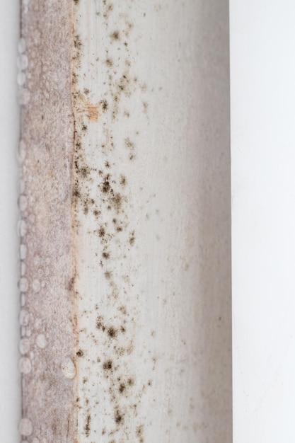 Muur bedekt met schimmel in een badkamer met een hoge luchtvochtigheid