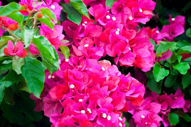 Muur bougainville bloeien rode bloemen