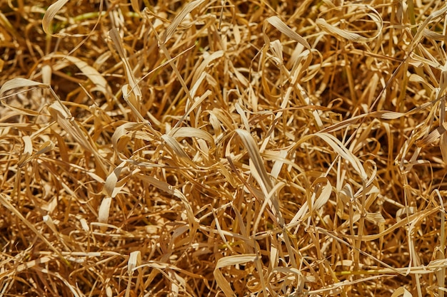 muur textuur van droog gras verbrand in de zon.