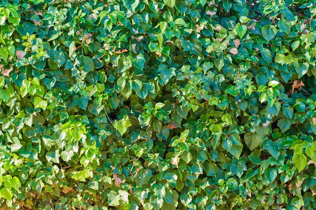 Muur van bladeren decoratieve groene wijnstok