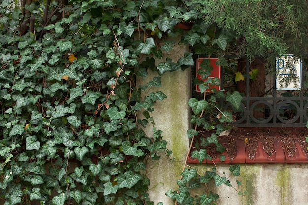 Muur van een huis in klimopbladeren. Prachtig groen hek