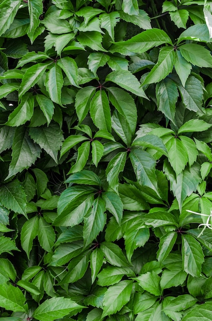 Muur van groene klimopbladeren in een zomertuin