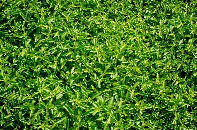 muur van sappig groen gras op een weide