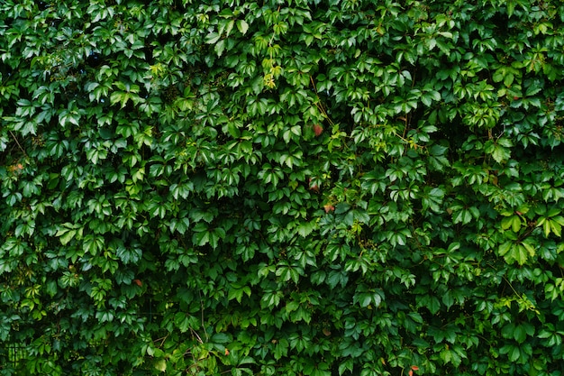 Muur van struiken en groeiende planten