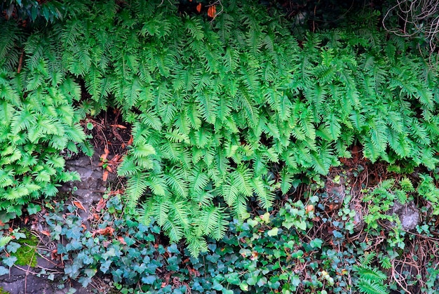 Muurbedekte varen gewone polypody (Polypodium vulgare)