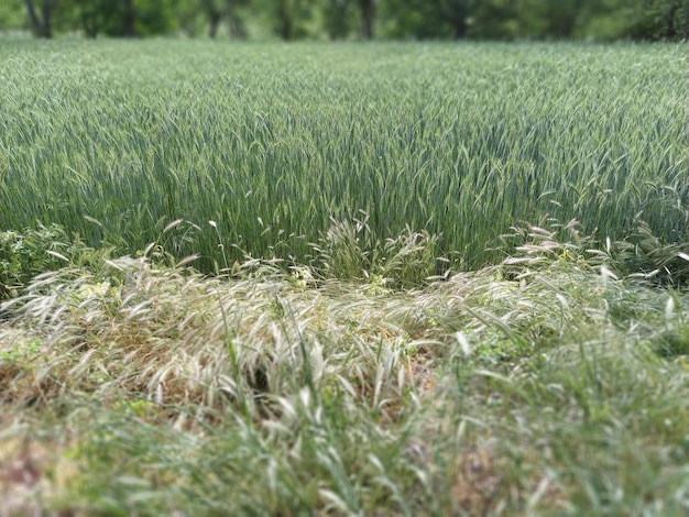 Muurgerst of Hordeum murinum groeit groeit naast een tarweveld Landbouwgranen Onkruid en nuttige planten Soft focus