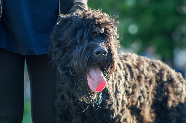 Foto muso di un grosso cane nero con la lingua giornata di sole estivo