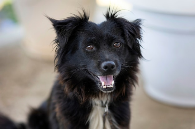 Muzzle of a black dog, a mongrel dog on the street