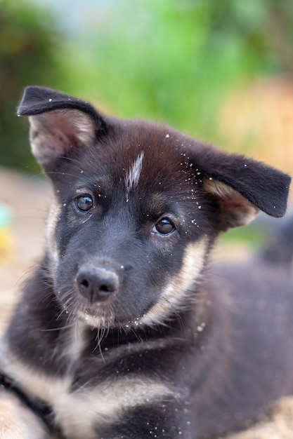 The muzzle of a black and white puppy in the sand looking at the camera Shallow depth of field Vertical