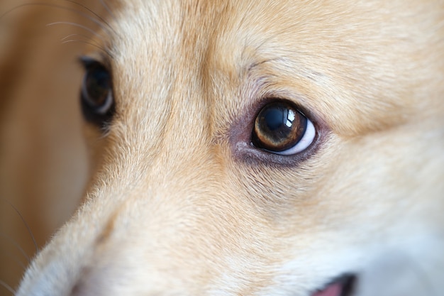 Muzzle and brown eyes of welsh corgi dog closeup