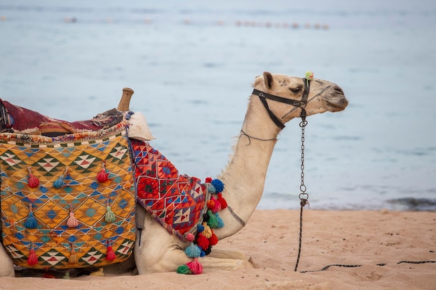 Muzzle camel near red sea on the beach in Sharm el Sheikh close up Animal in Egypt