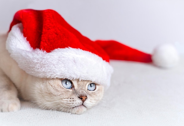 Muzzle of a cat in a santa hat close-up