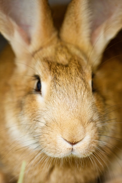 Muzzle close-up of a funny cute red rabbit