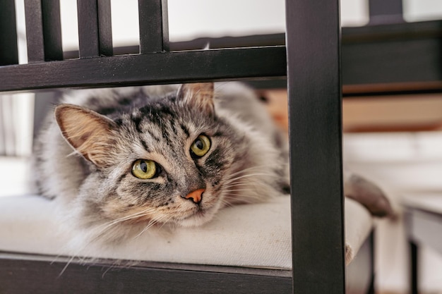 muzzle of curious gray cat with green eyes lying on chair looks out with interest