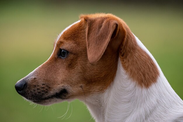 Muzzle of a cute Parson Russell Terrier with a brown head on a blurred park