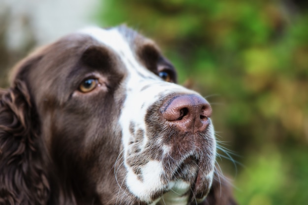 Muzzle of a dog close-up. Focus on nose