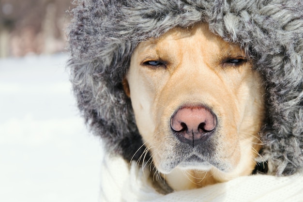 Muzzle of a dog in a hat close-up with closed eyes