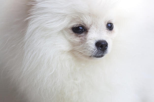 Muzzle of a dog a white pomeranian puppy close up.