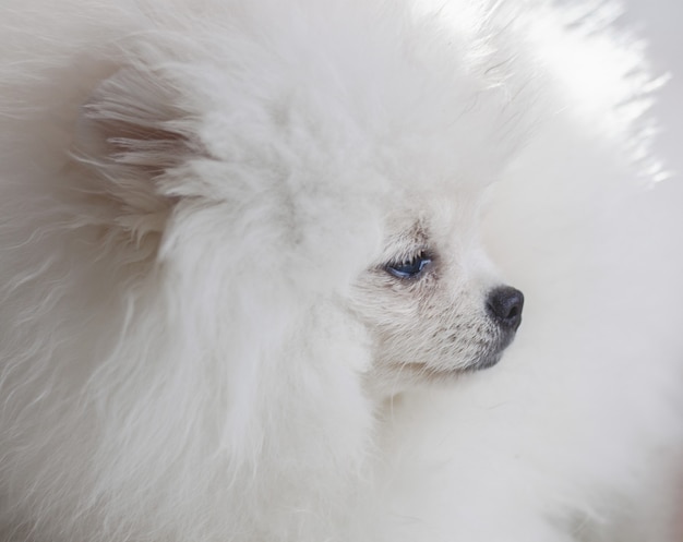 Muzzle of a dog a white pomeranian puppy looks close up to the side beautiful white hair.