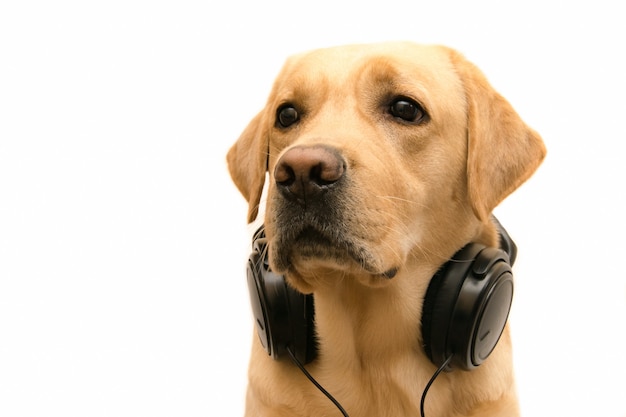 Muzzle of a dog with headphones