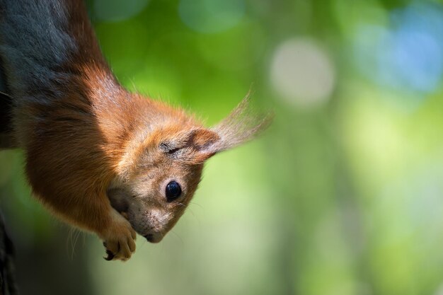 Muzzle of a funny red squirrel closeup on a background of greenery