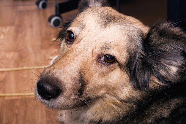 Muzzle of a ginger domestic dog closeup