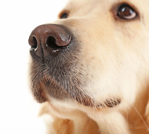 Photo muzzle of golden retriever isolated on white