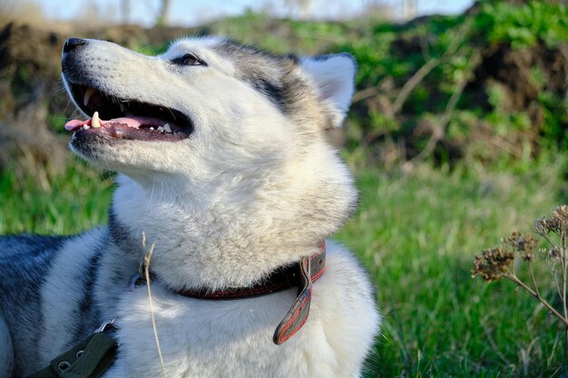 Muzzle gray colored dog Siberian husky breed with its tongue hanging out.