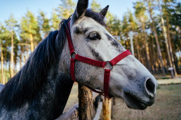 通りの囲いの中の灰色の馬のクローズアップを銃口します。