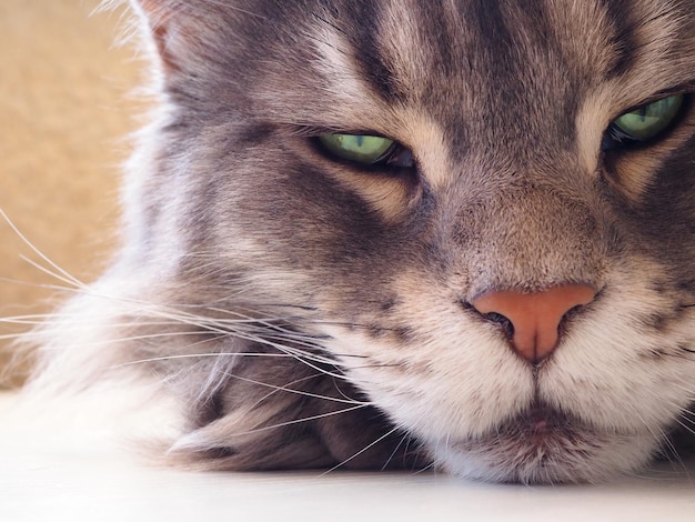 Muzzle of a napping Maine Coon domestic cat