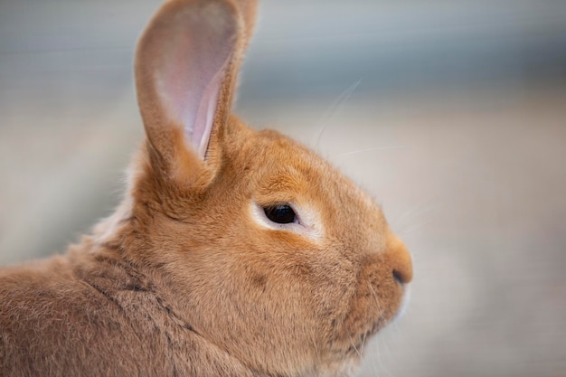 The muzzle of a New Zealand Red rabbit breed closeup in profile