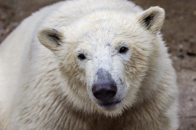 野生動物のホッキョクグマの銃口