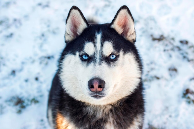 写真 明るい晴れた日に雪の背景にシベリアのハスキー犬の鼻