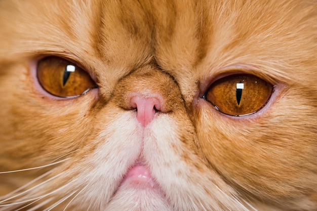 Muzzle of a red fluffy charming persian breed cat closeup