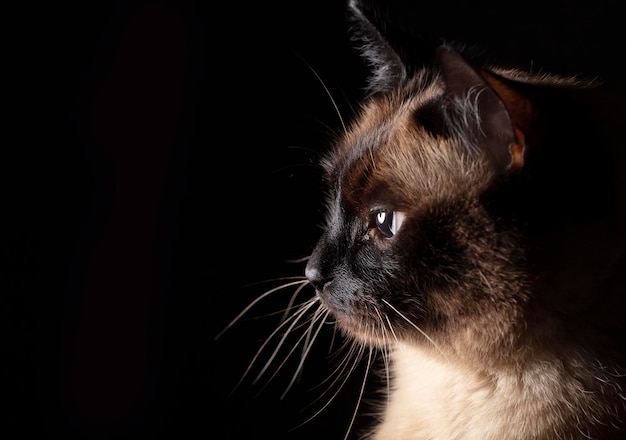 The muzzle of a Siamese cat in profile on a black background