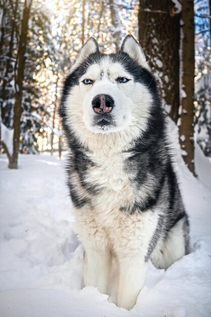 Foto il muso di un husky siberiano nella foresta di winer è carino, furbo, con un'espressione sospettosa sul muso.