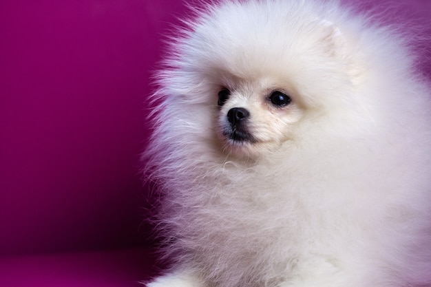 Muzzle white Pomeranian puppy close up on a bright pink background looks away beautiful white hair