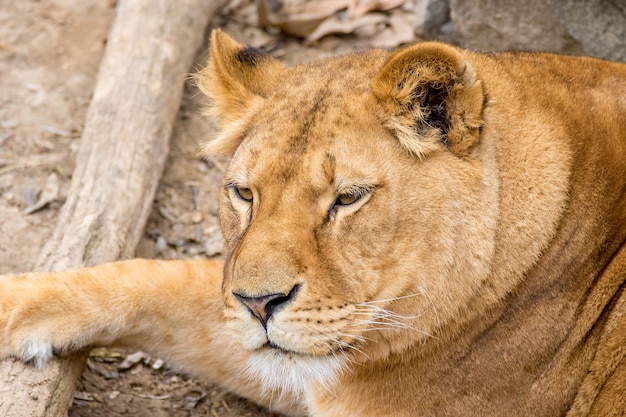 Muzzle wild animal adult lioness resting