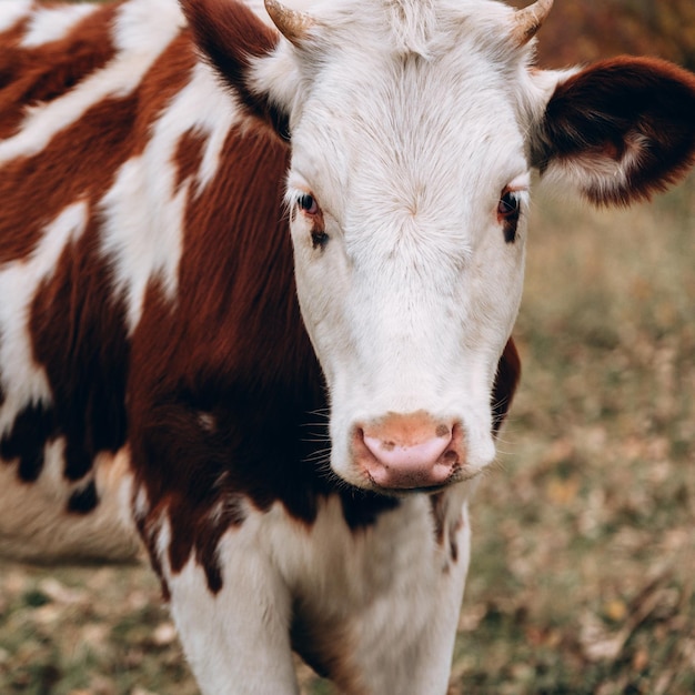 Морда молодого чистокровного быка с фермы Большой вертикальный портрет молодой коровы