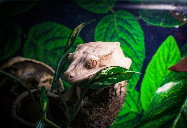 Photo my beautifull crested gecko s