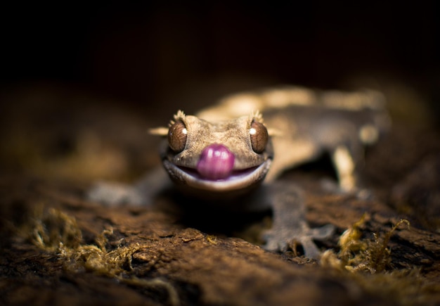 Photo my beautifull crested gecko s