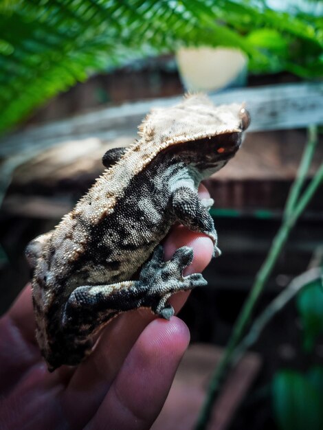 Photo my beautifull crested gecko s