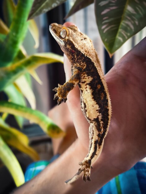 Photo my beautifull crested gecko s