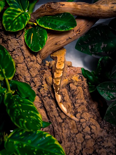 Photo my beautifull crested gecko s