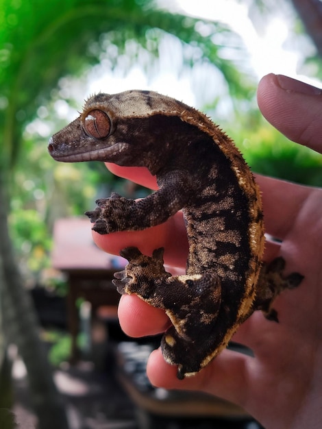 Photo my beautifull crested gecko s